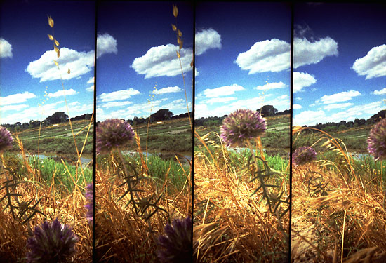 autor: Sofia Quintas