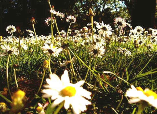 autor: paulo rodrigues