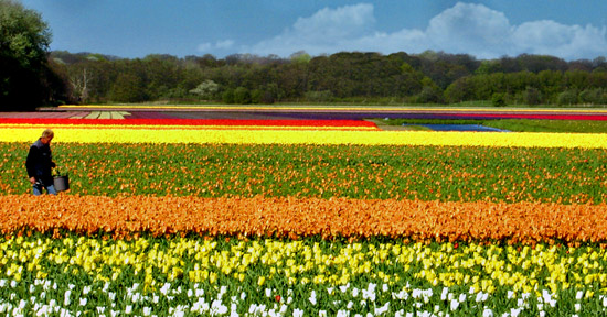 autor: paulo rodrigues
t&iacute;tulo: Arco-iris