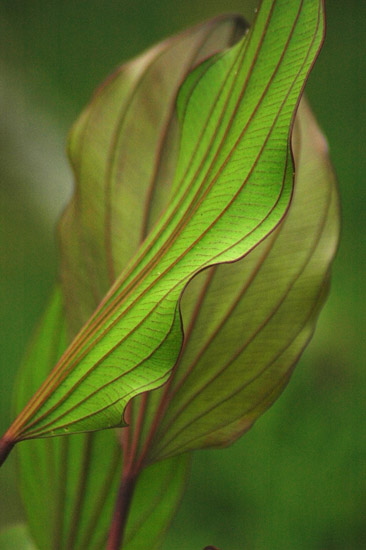 autor: paulo rodrigues
t&iacute;tulo: Linhas e texturas