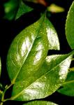 auteur: Boi, PT
titre: Verde Replandexcente