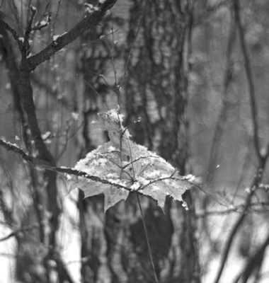 autor: paulo rodrigues
t&iacute;tulo: Frozen Ramins of Last Year