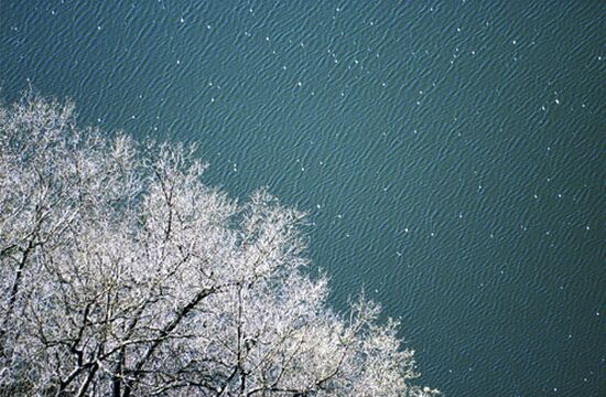 autor: paulo rodrigues
t&iacute;tulo: Lake with white tree