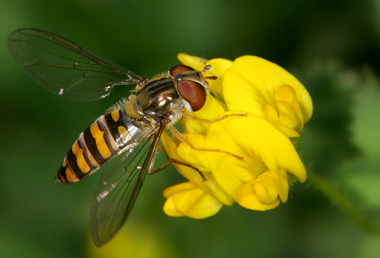 autor: paulo rodrigues
título: Syrphidae