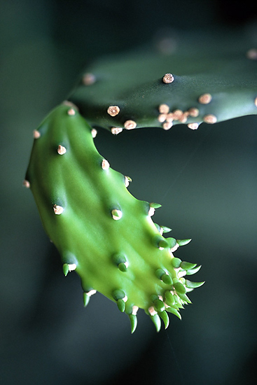 autor: paulo rodrigues