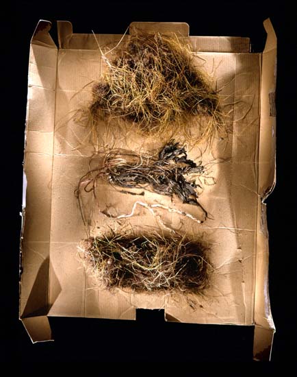 autor: Jeremy Webb
título: grass clumps (3) on cardboard