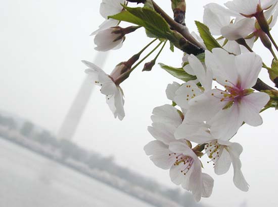 autor: paulo rodrigues
t&iacute;tulo: Cherry Blossom, DC USA