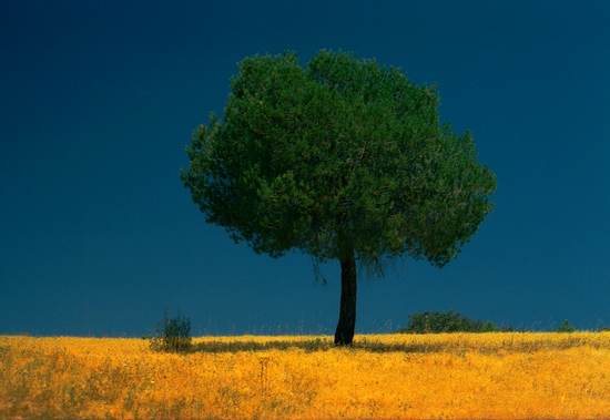 autor: paulo rodrigues
título: Alentejo - Portugal
