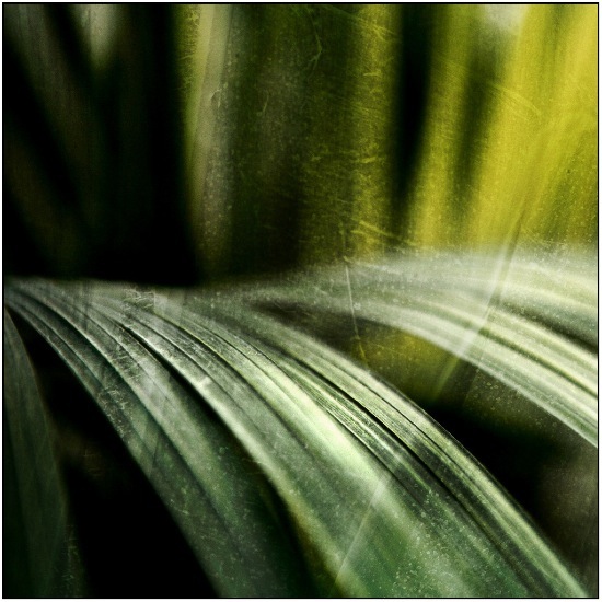 auteur : Raoul Iacometti                    titre: Greenhouse 2008