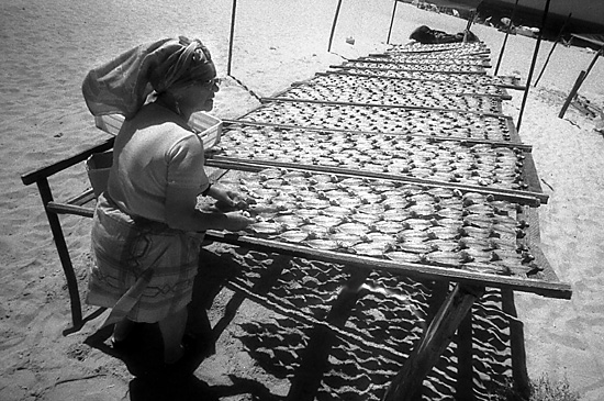 auteur: Manuel Luís Cochofel