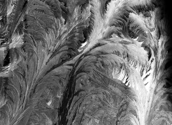 autor: paulo rodrigues
t&iacute;tulo: Frosty Window Flowers