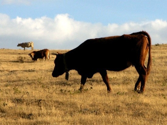 autor: paulo rodrigues
t&iacute;tulo: três irmãs