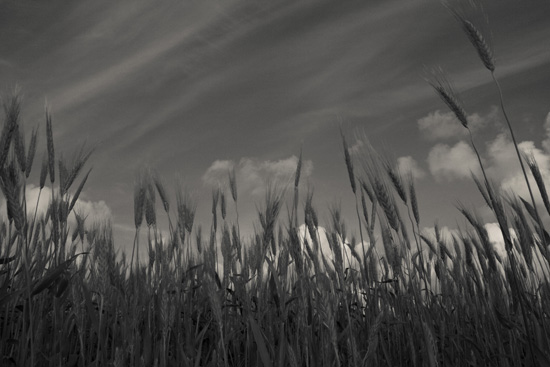 autor: paulo rodrigues
título: O campo