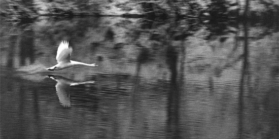 autor: paulo rodrigues
título: swan