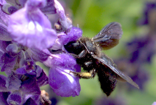 autor: paulo rodrigues
título: Xylocopa violacea