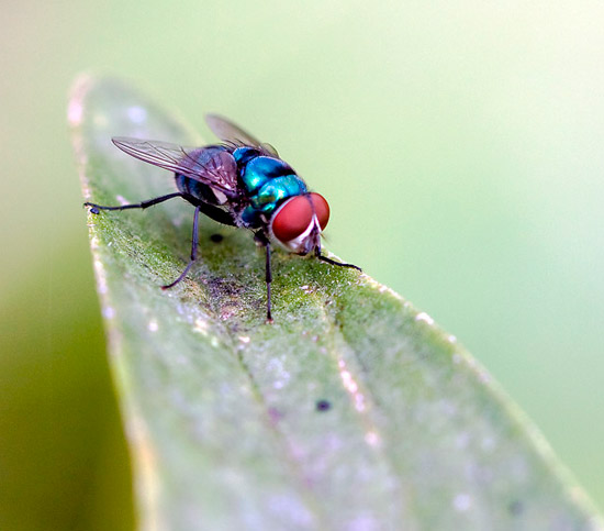 autor: paulo rodrigues
título: A Mosca