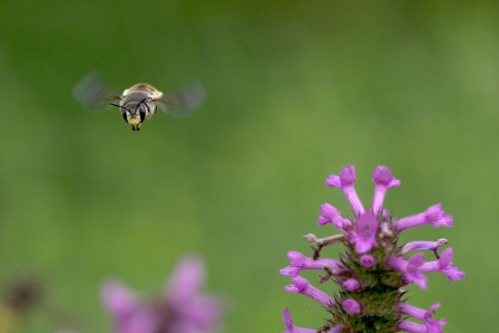 autor: paulo rodrigues
título: Abeille