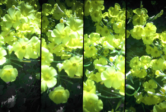 autor: Sofia Quintas