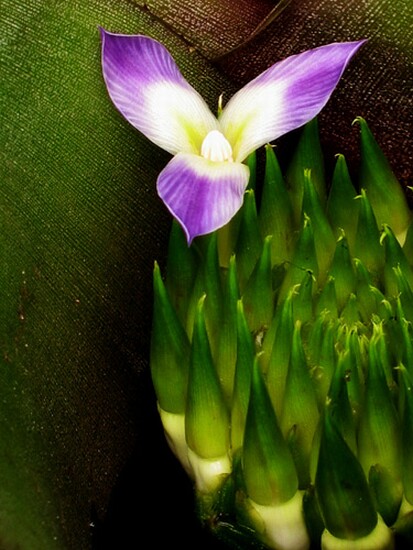 autor: paulo rodrigues
t&iacute;tulo: Flor bromélia