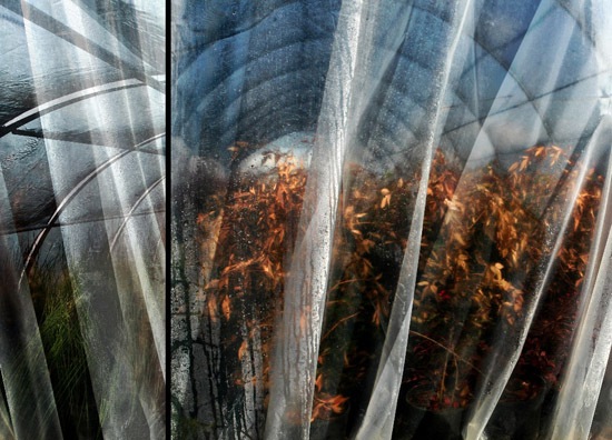 auteur: Raoul Iacometti
titre: Greenhouse 2008