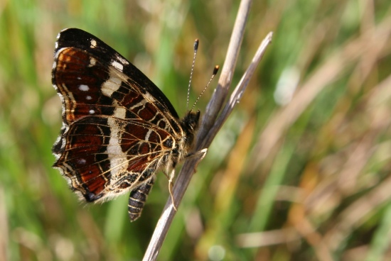 autor: paulo rodrigues
título: Papillon