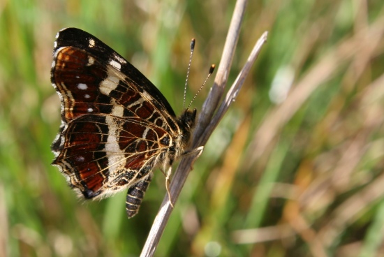 autor: paulo rodrigues
título: Papillon