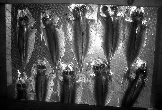 auteur: Manuel Luís Cochofel