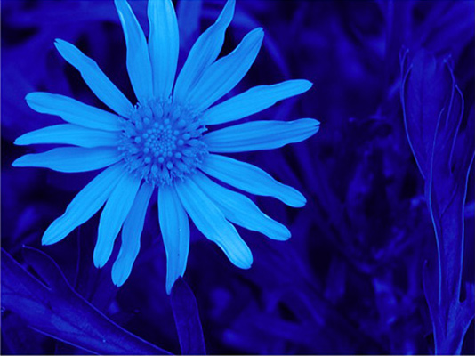 autor: paulo rodrigues
t&iacute;tulo: Congelei esta flor... para nunca ela murchar