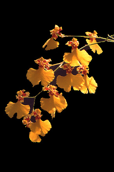 autor: paulo rodrigues
título: Orquídea