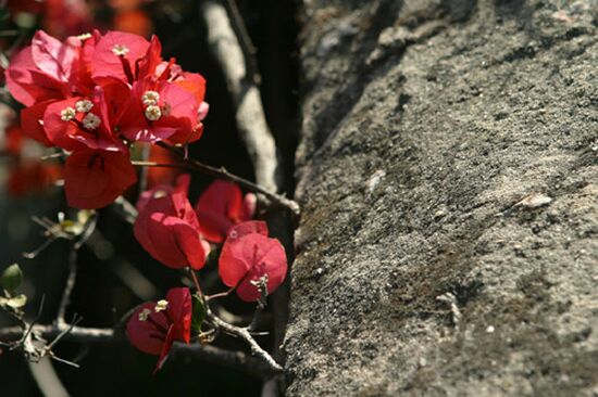 autor: paulo rodrigues
t&iacute;tulo: Dicotomia