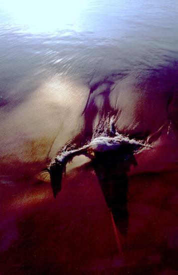 autor: paulo rodrigues
t&iacute;tulo: strange bird