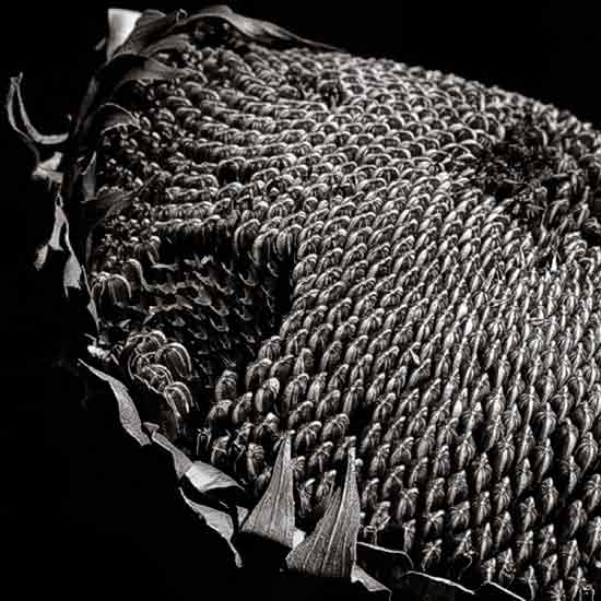 autor: paulo rodrigues
título: Sunflower