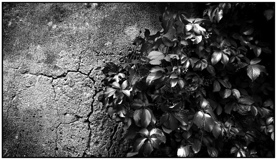 auteur: Raoul Iacometti
titre: Leaves