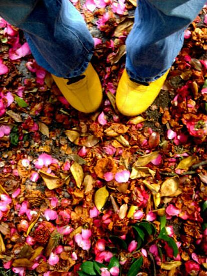 autor: paulo rodrigues
t&iacute;tulo: o perfume das flores caminha pelo mundo