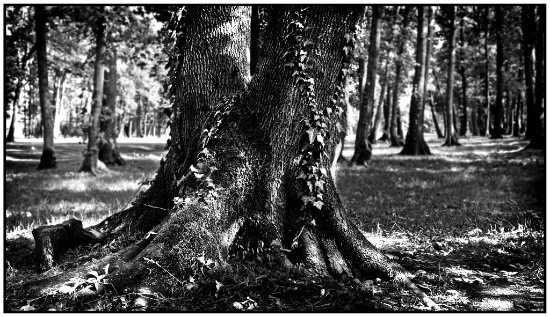 author : Raoul Iacometti                    title: Trees