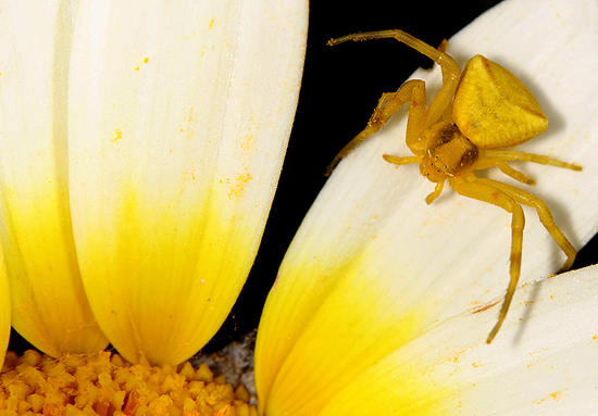 autor: paulo rodrigues
título: Yellow