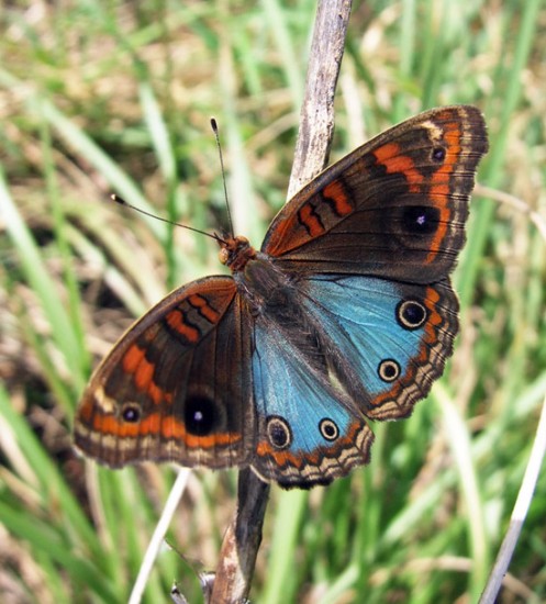 autor: paulo rodrigues
título: Borboleta Azul