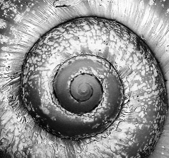 autor: paulo rodrigues
t&iacute;tulo: snail curve