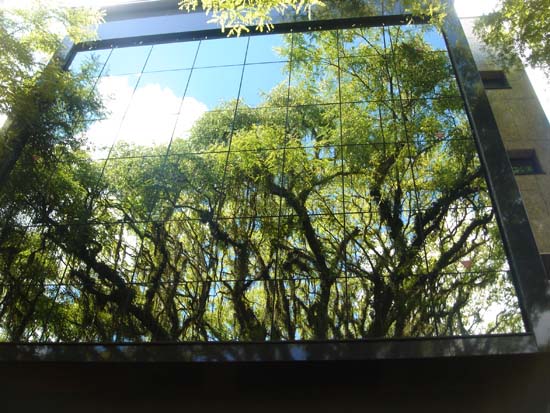 autor: paulo rodrigues
t&iacute;tulo: Arvoredo