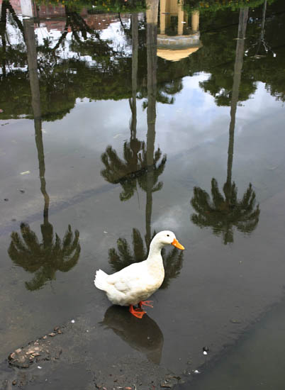 autor: paulo rodrigues
t&iacute;tulo: Crazy