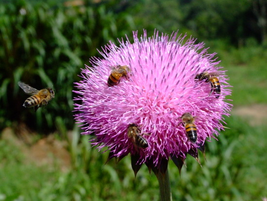 autor: paulo rodrigues
t&iacute;tulo: Em busca de Alimento