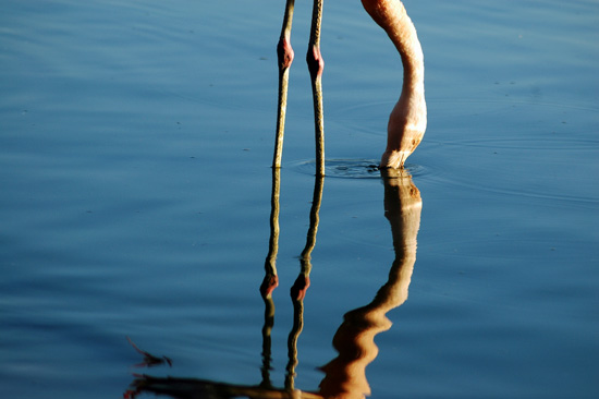author: paulo rodrigues
title: Flamingo- Reflexos
