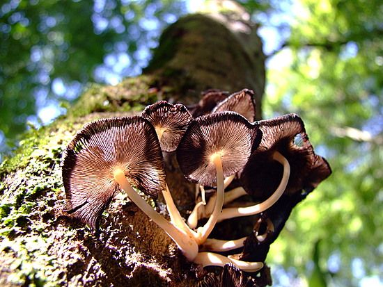 autor: paulo rodrigues
t&iacute;tulo: Rumo ao Céu