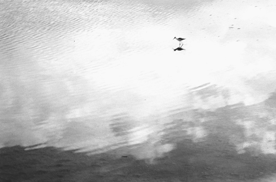 autor: paulo rodrigues
t&iacute;tulo: my little birdy