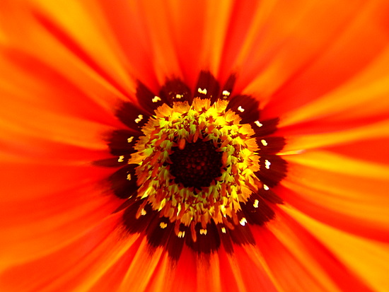 autor: paulo rodrigues
t&iacute;tulo: Sol em flor