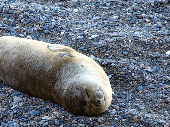 author: paulo rodrigues
title: Sorriso de uma fêmea de elefante marinho