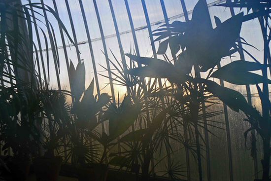 autor: paulo rodrigues
t&iacute;tulo: Sunset in the greenhouse