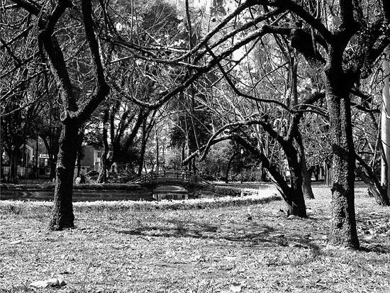 autor: paulo rodrigues
t&iacute;tulo: Pax