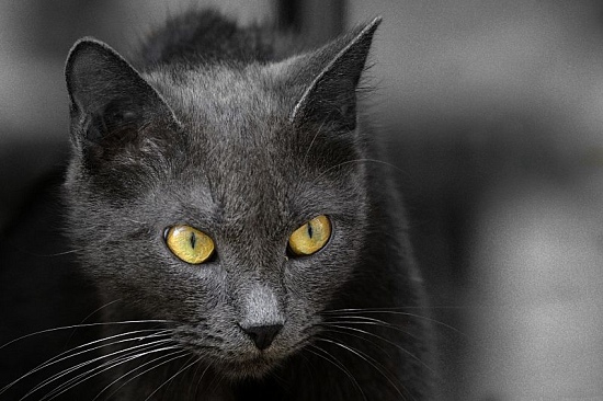 author: paulo rodrigues
title: Gato com olhos de ouro